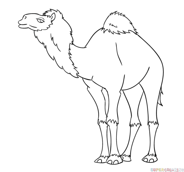 Camel Drawing Picture