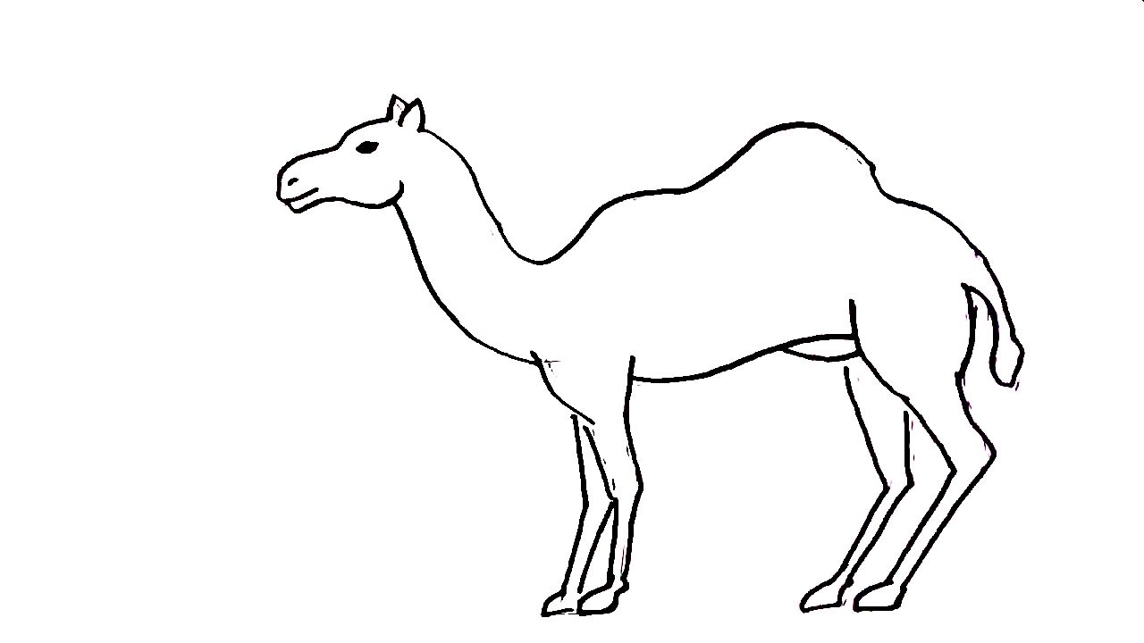 Camel Drawing Realistic