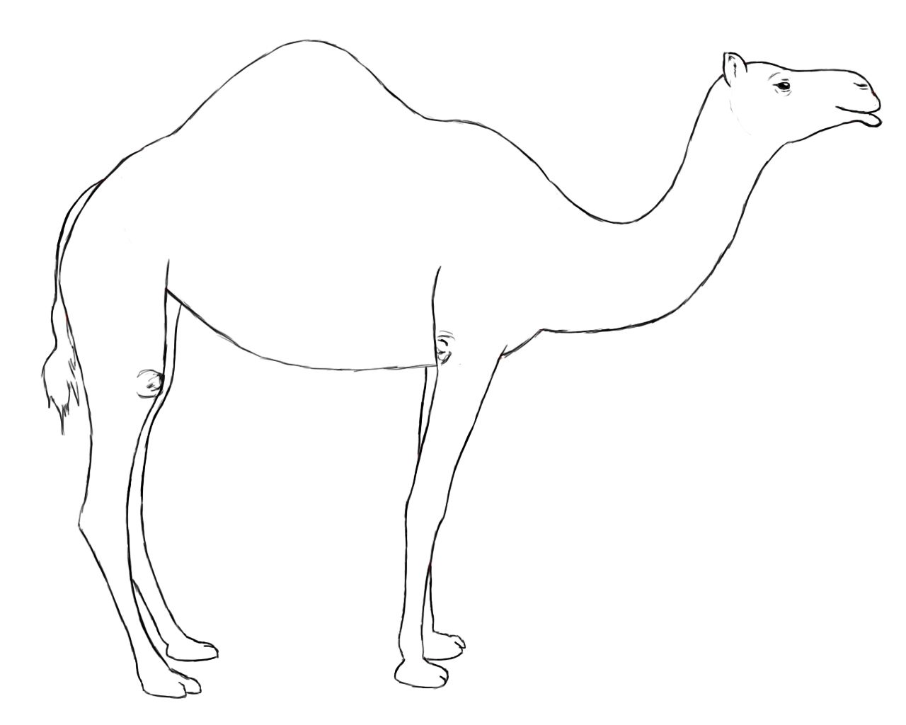 Camel Drawing