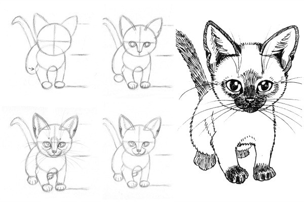Cat Drawing Art