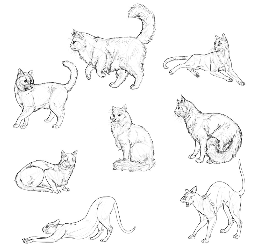Cat Drawing Photo