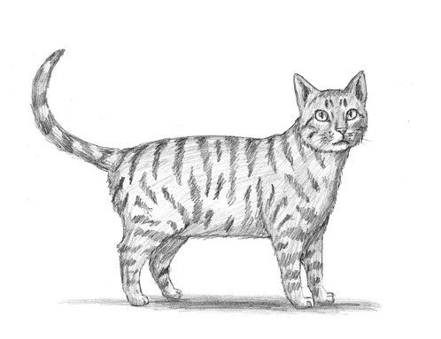 Cat Drawing Sketch