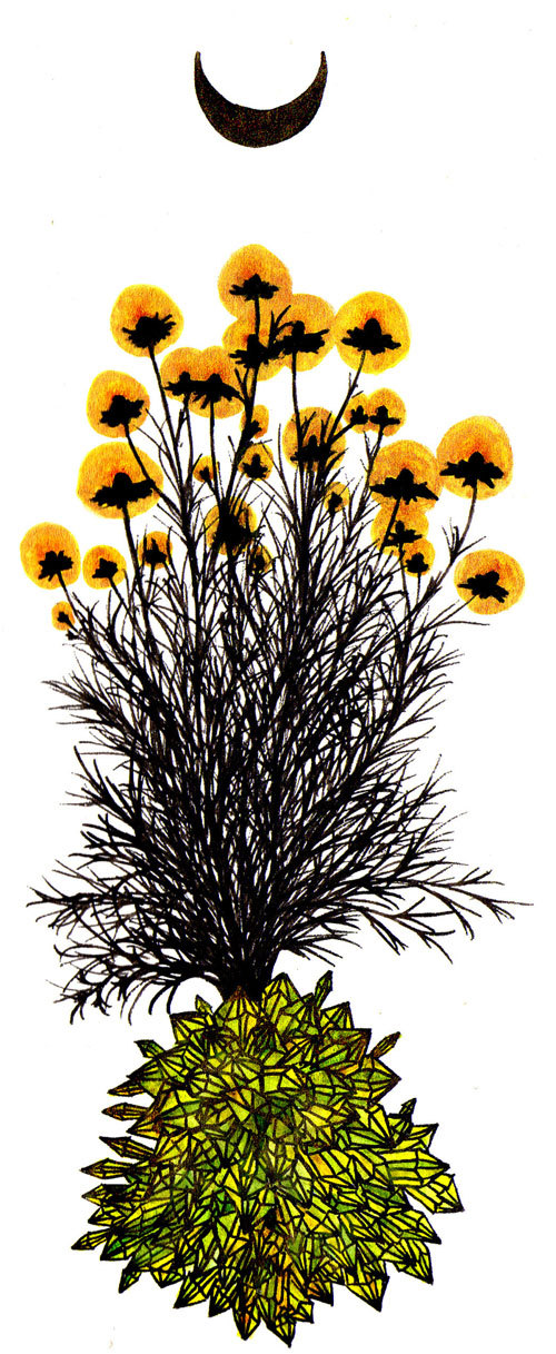 Chamomile Drawing Beautiful Image