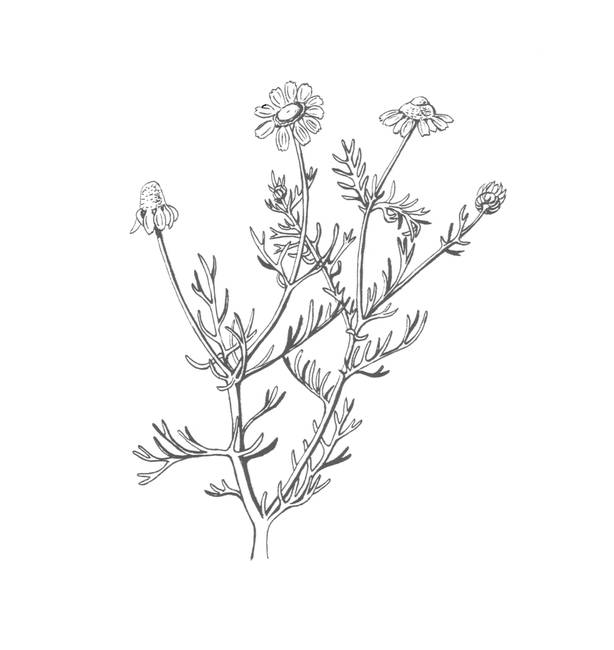 Chamomile Drawing Picture