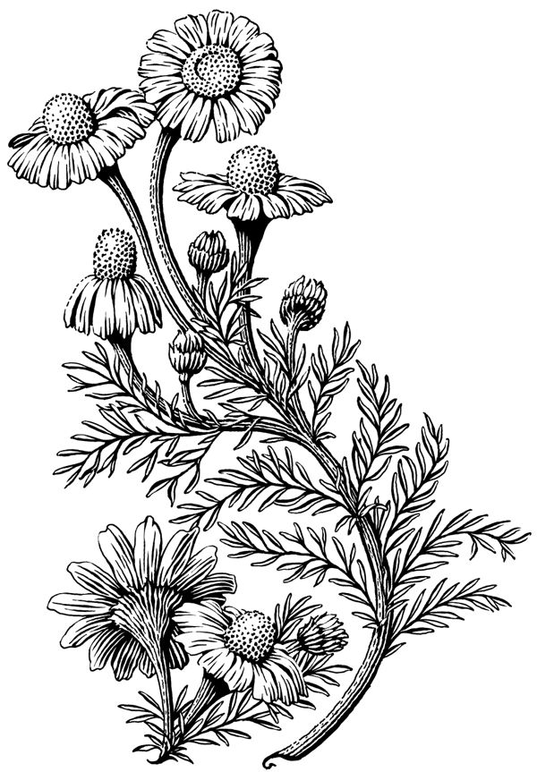 Chamomile Drawing