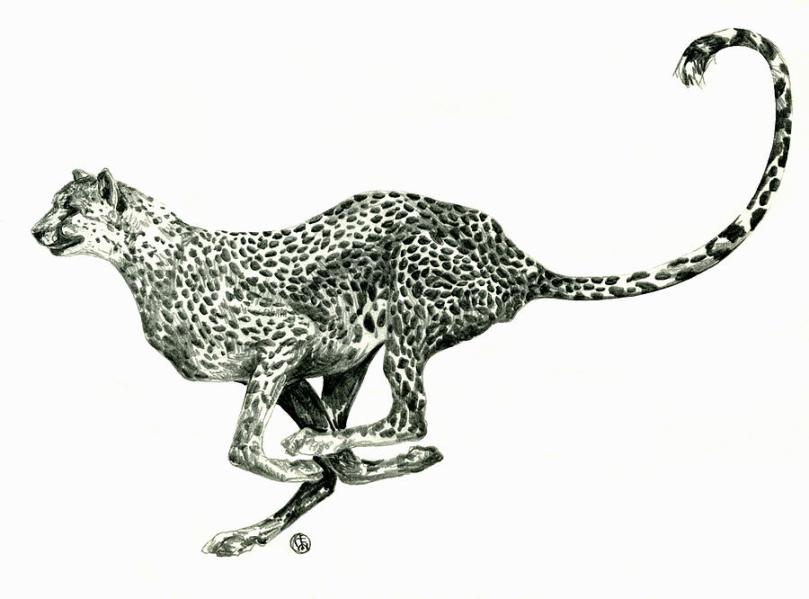 Cheetah Drawing Art