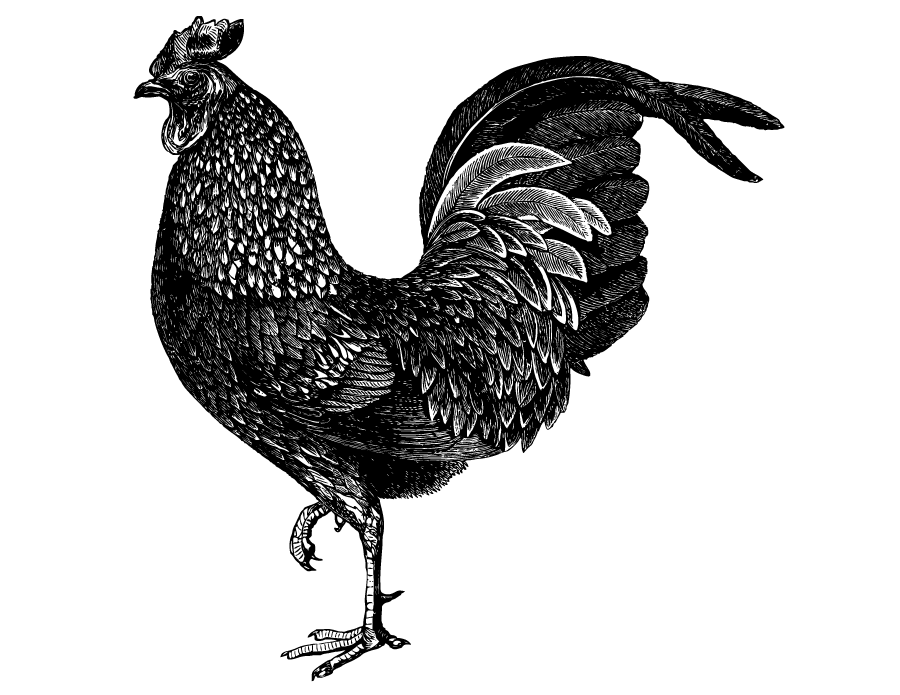 Chicken Art Drawing