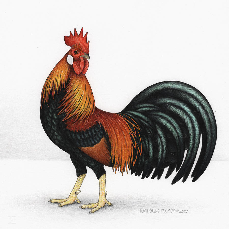 Chicken Drawing Amazing