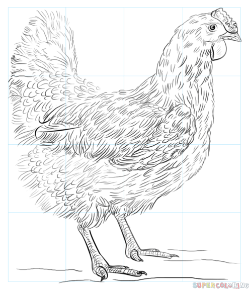 Chicken Drawing Art