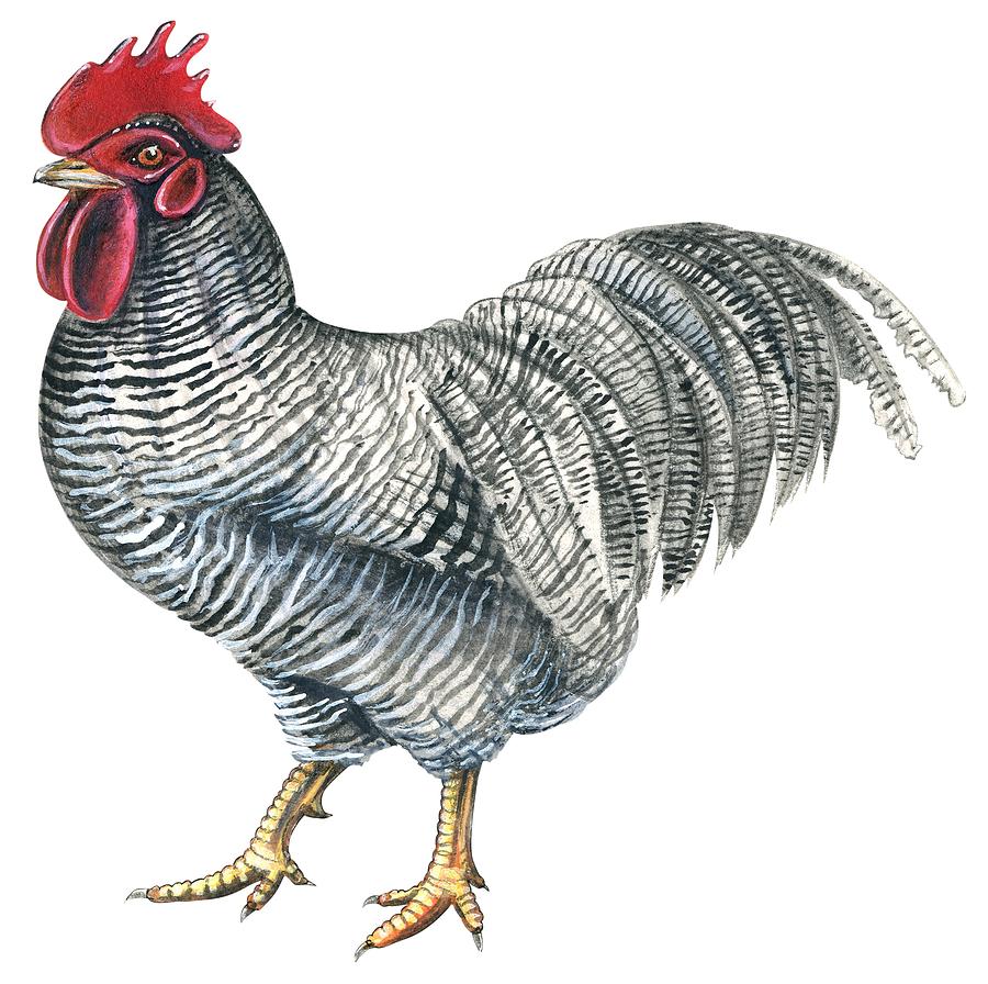 Chicken Drawing Best
