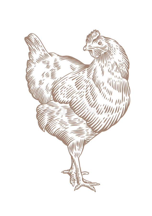 Chicken Drawing High-Quality