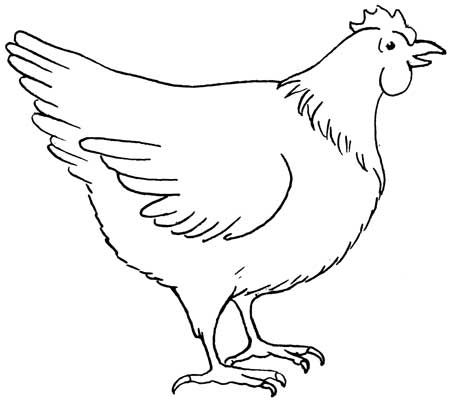 Chicken Drawing Photo