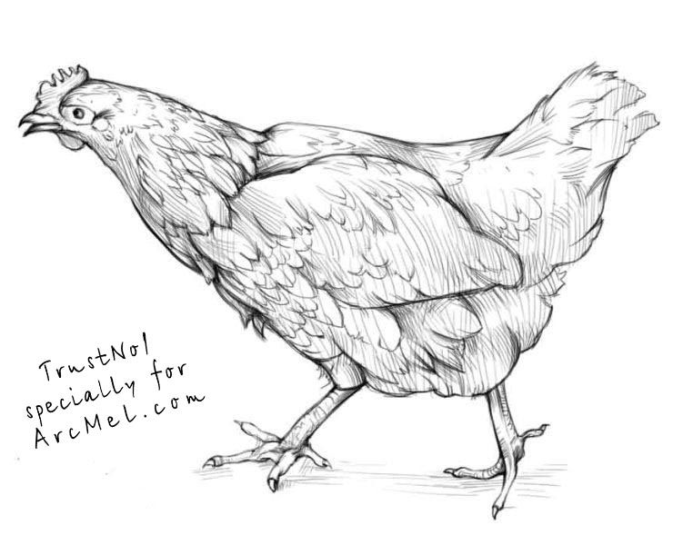 Drawing of a Chicken, Hen: Outline Art