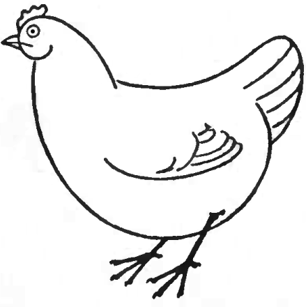 Chicken Drawing Pics