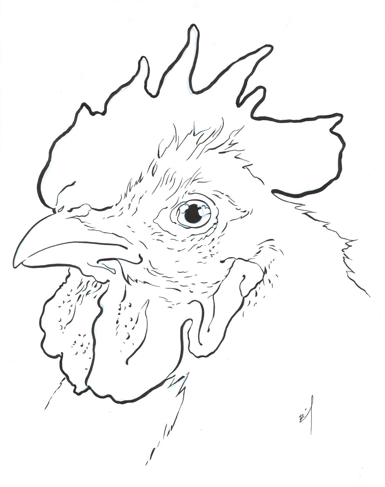Chicken Drawing Picture