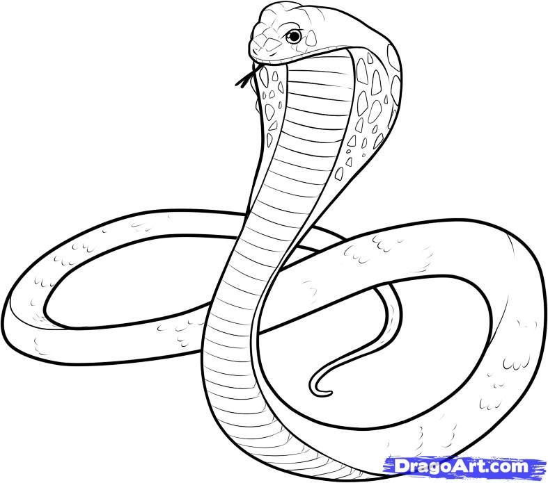 Cobra Drawing Image
