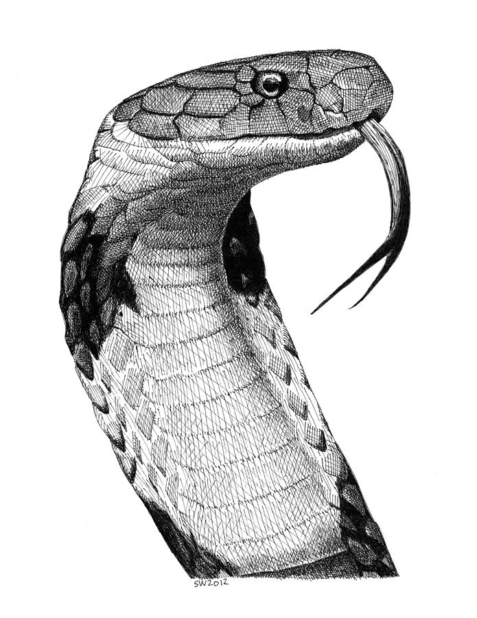 Cobra Drawing Images