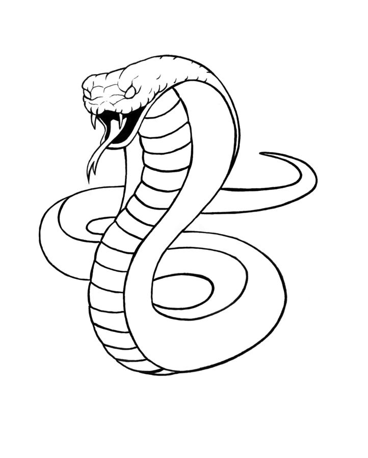 Cobra Drawing Photo