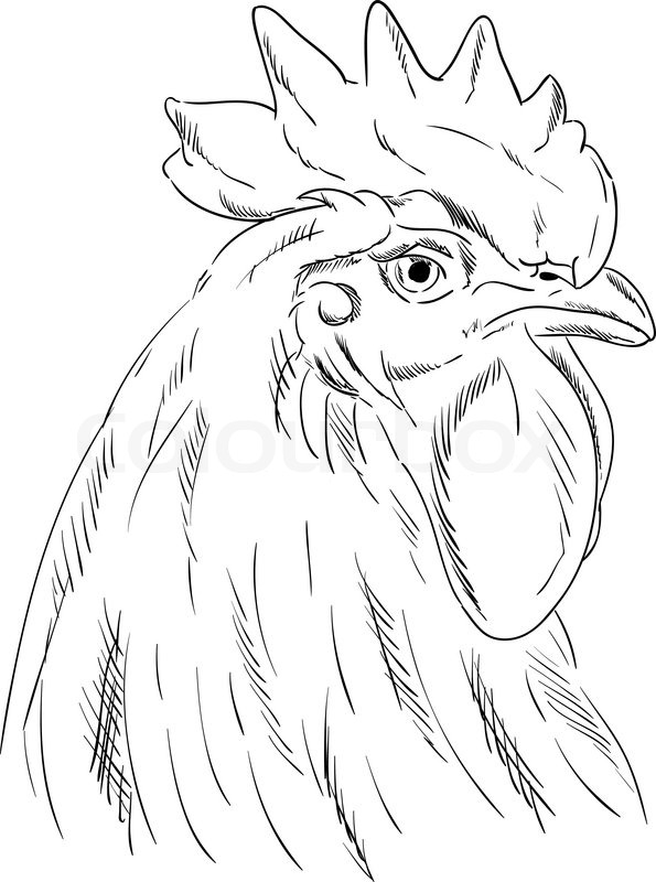 Cock Drawing