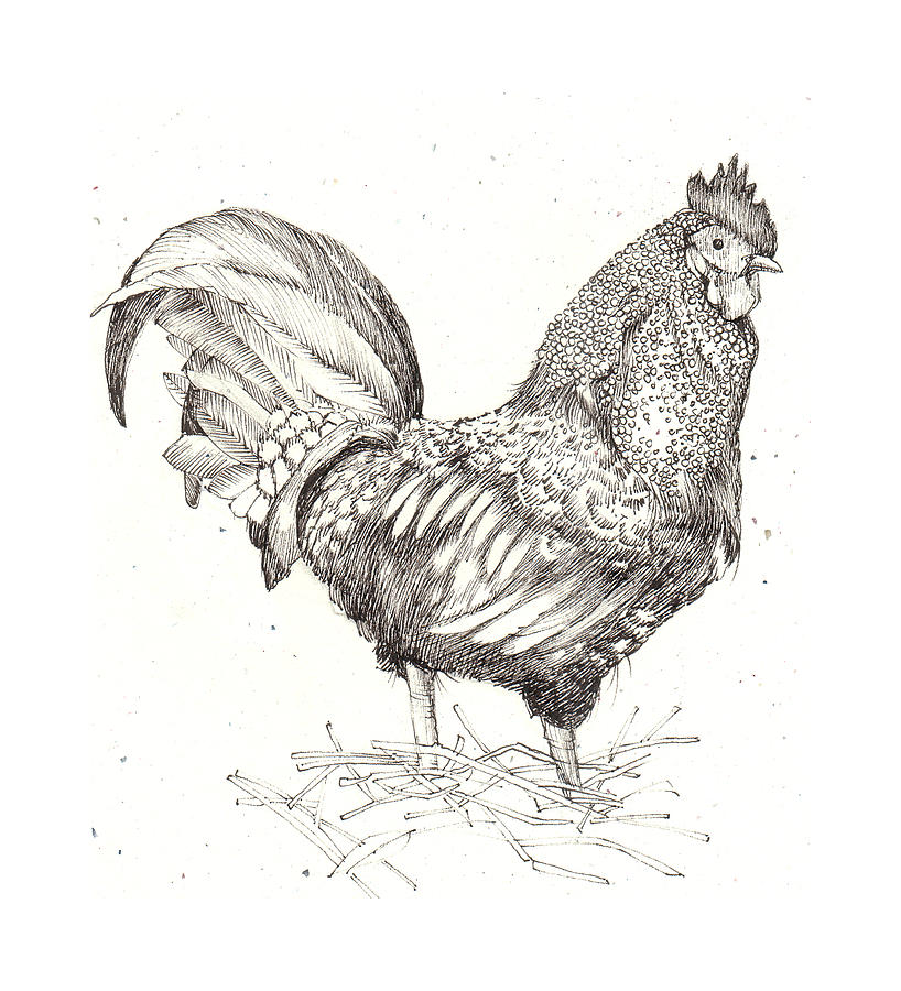 Cock Drawing Image