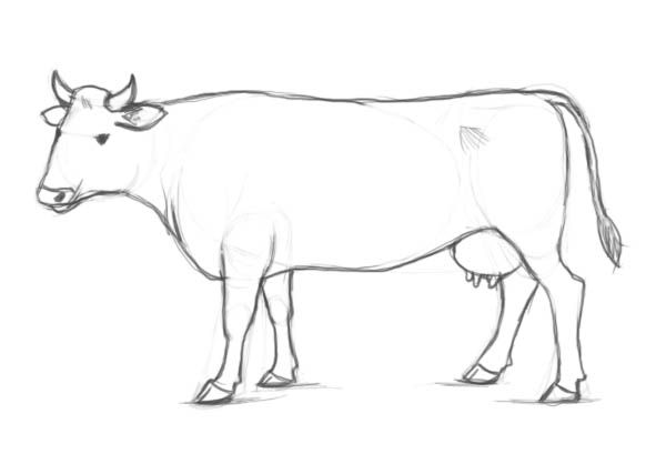 Cow Drawing Image