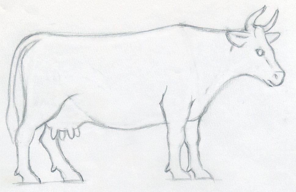 Cow Drawing Picture
