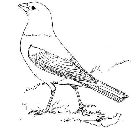 Cowbird Drawing Art