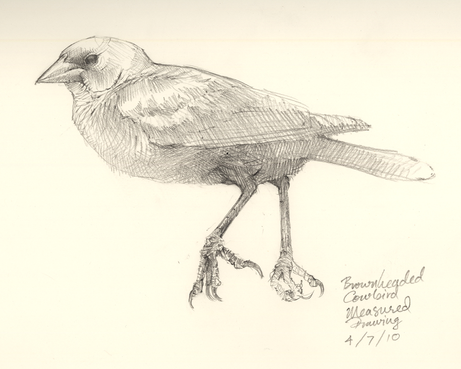 Cowbird Drawing Best