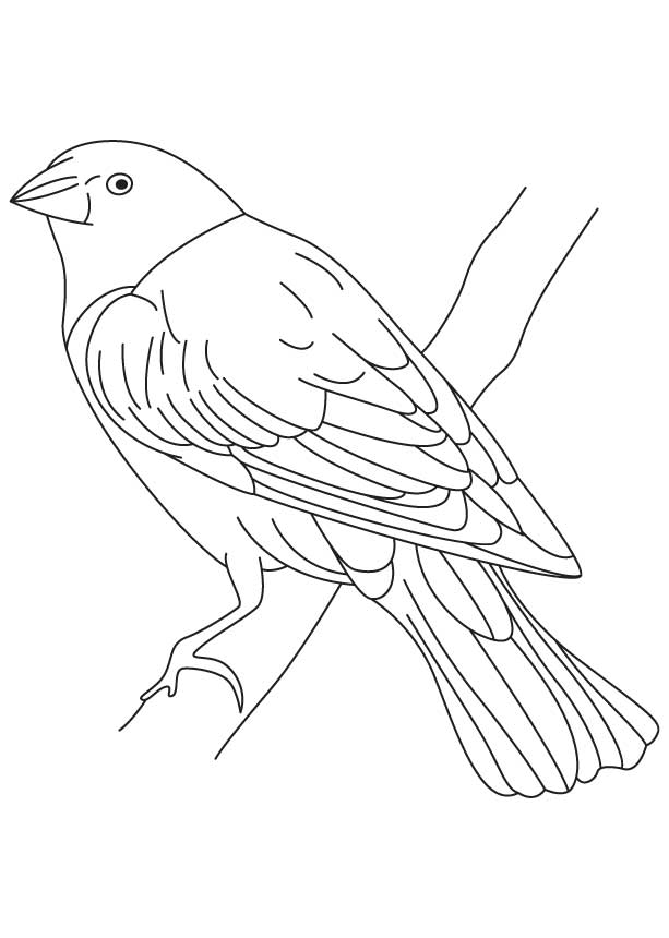 Cowbird Drawing High-Quality