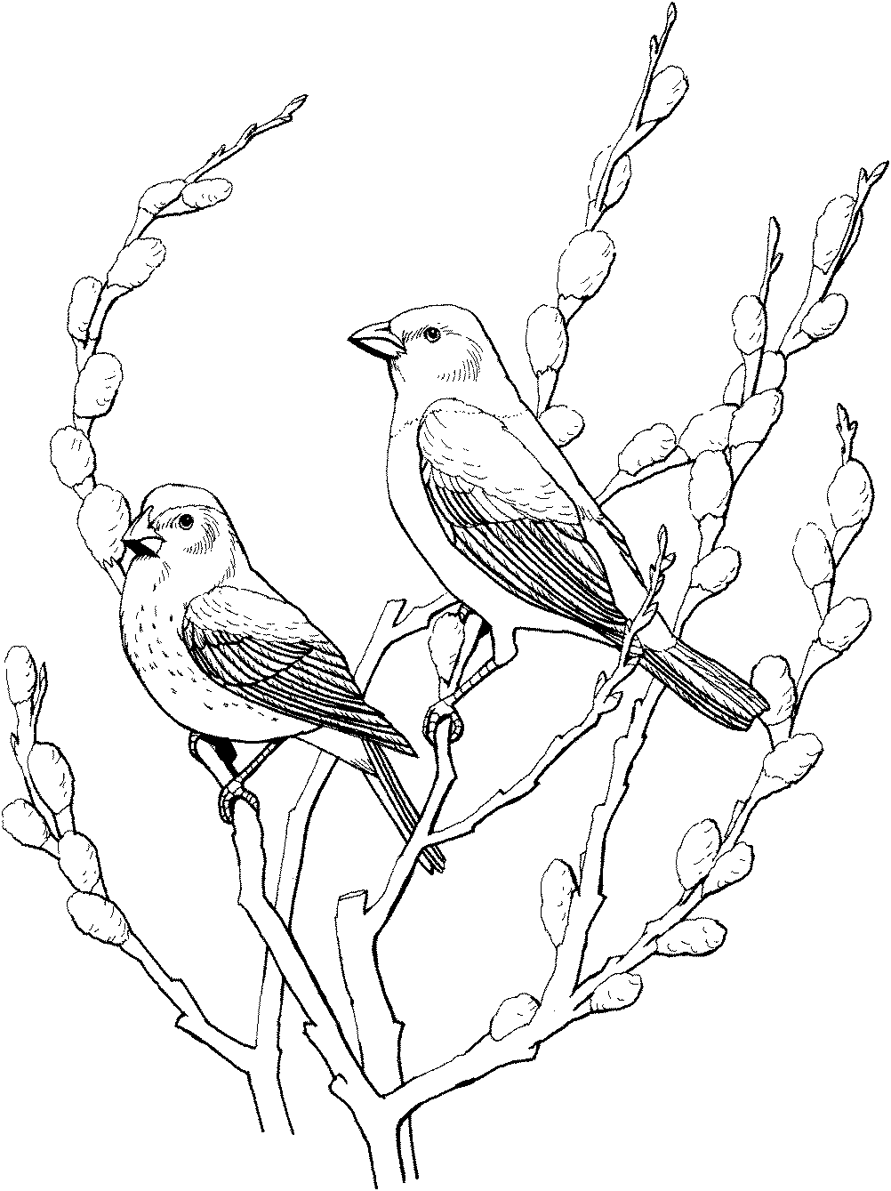 Cowbird Drawing Image