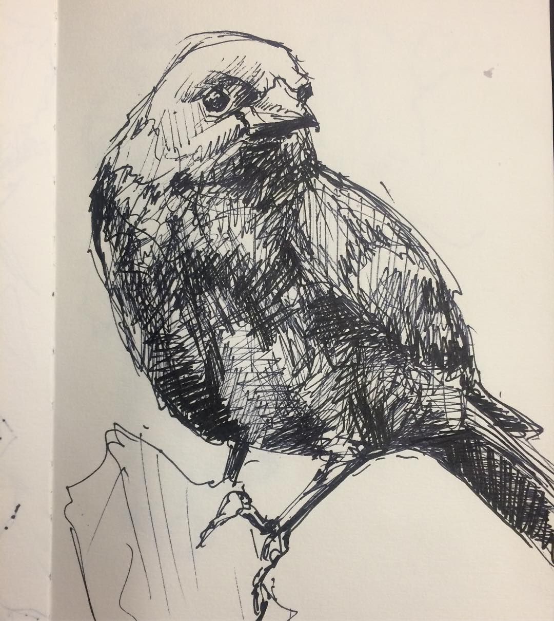 Cowbird Drawing Photo