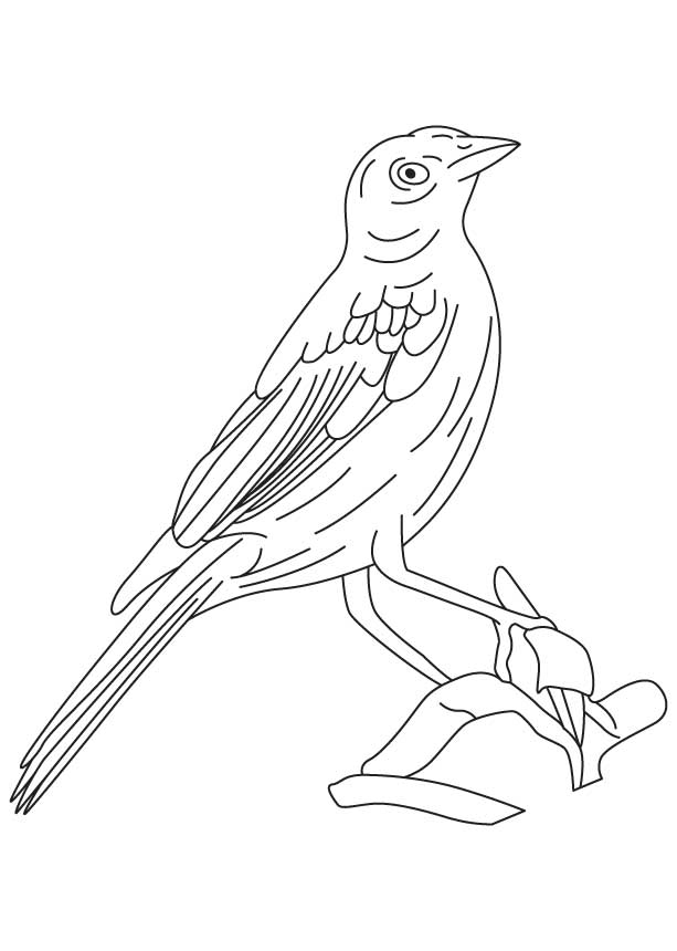 Cowbird Drawing Pic