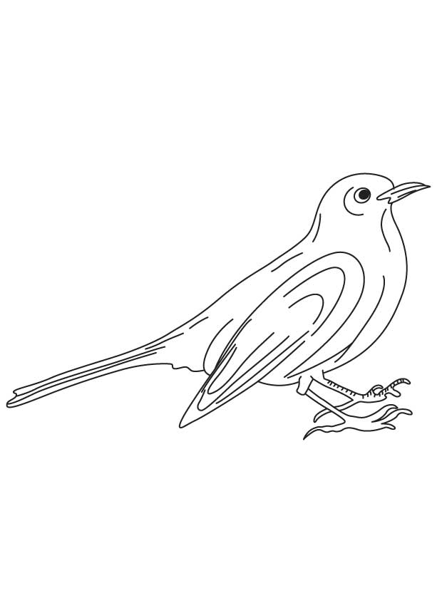 Cowbird Drawing Picture