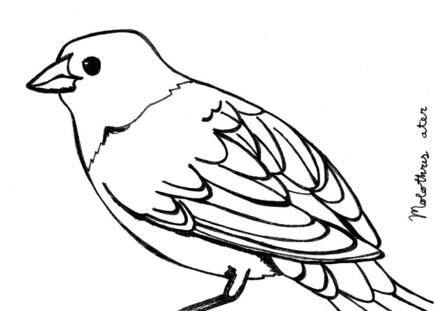 Cowbird Drawing Realistic