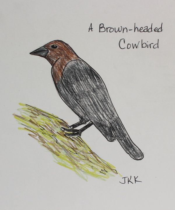 Cowbird Drawing Sketch