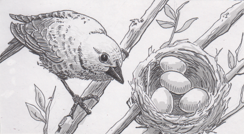 Cowbird Drawing