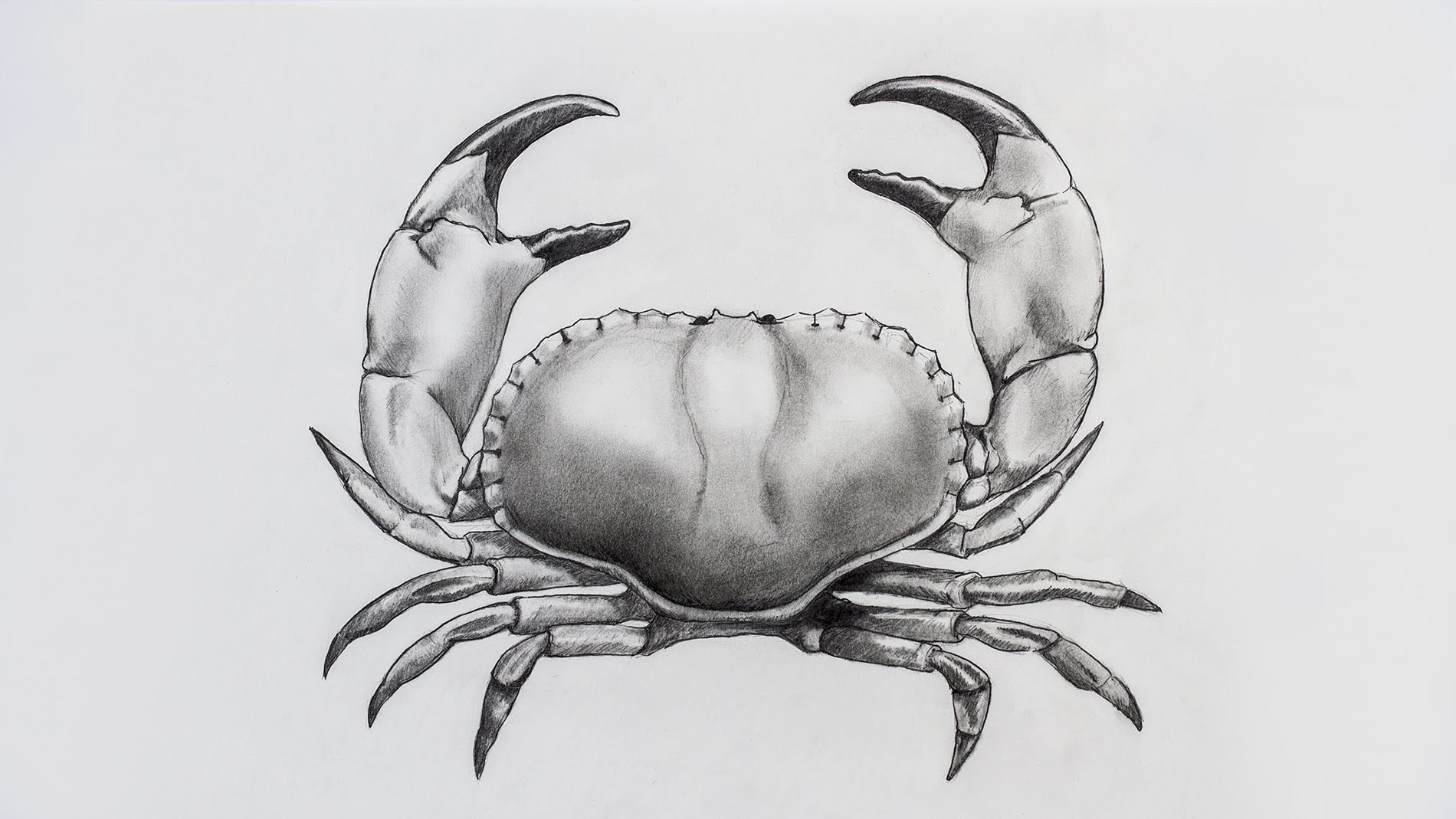 Crab Drawing Amazing