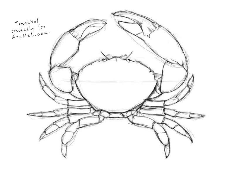 Crab Drawing Photo