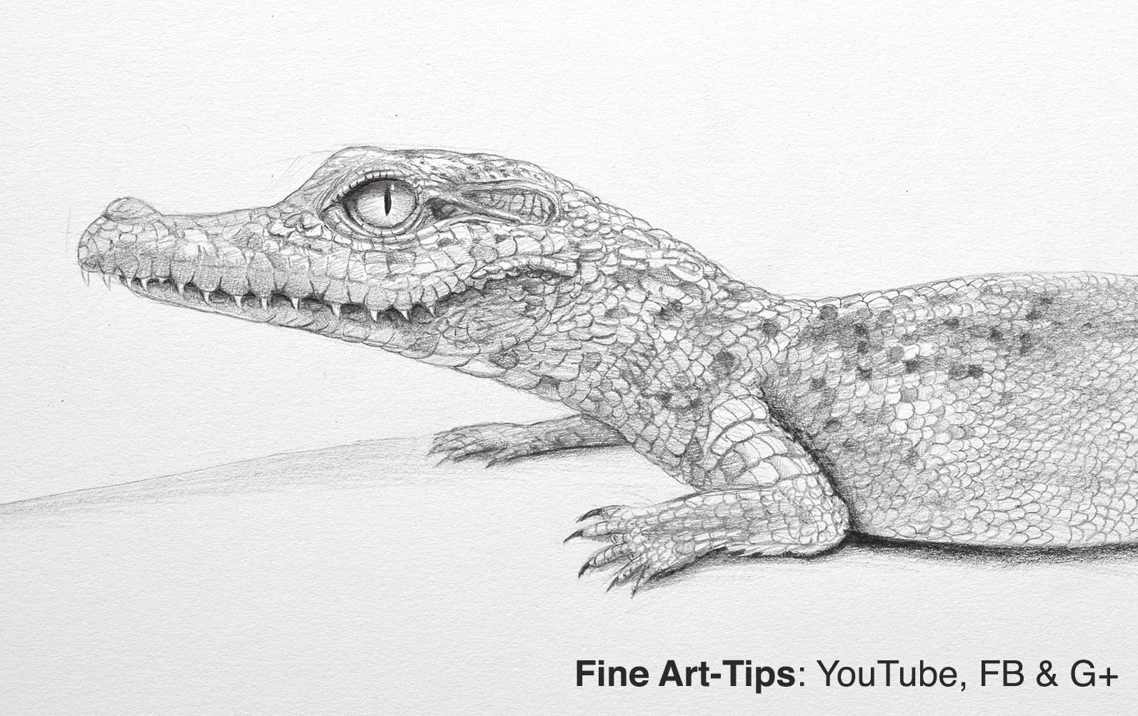 Crocodile Drawing Art