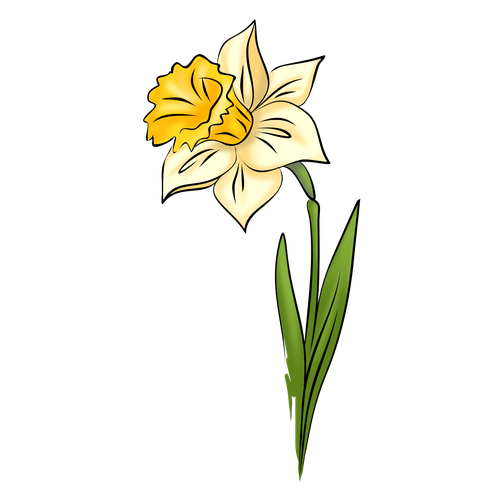 Daffodil Drawing Amazing