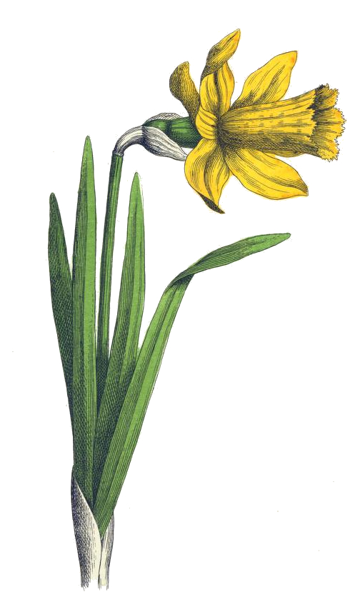 Daffodil Drawing Art