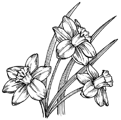 Daffodil Drawing Beautiful Image