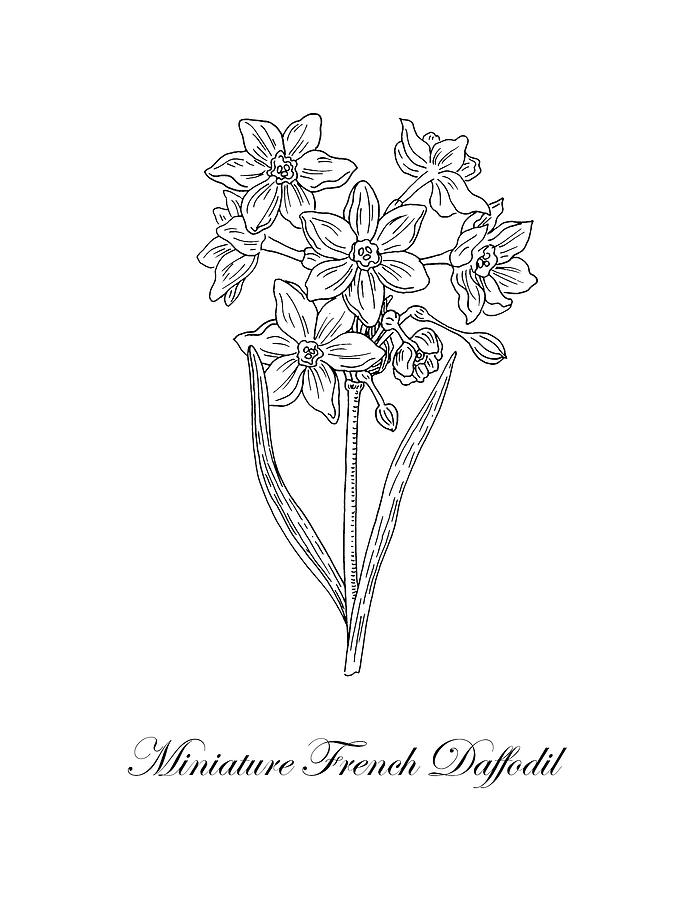 Daffodil Drawing Best