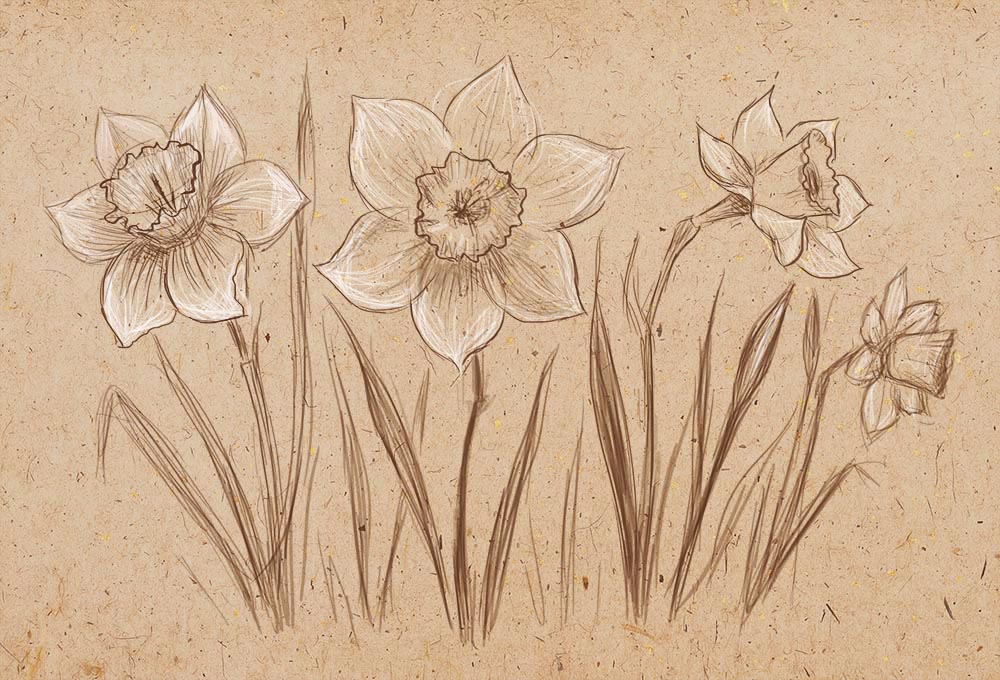 Daffodil Drawing High-Quality