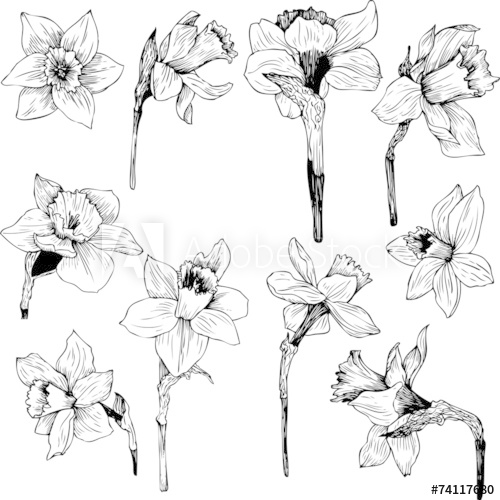 Daffodil Drawing Pic