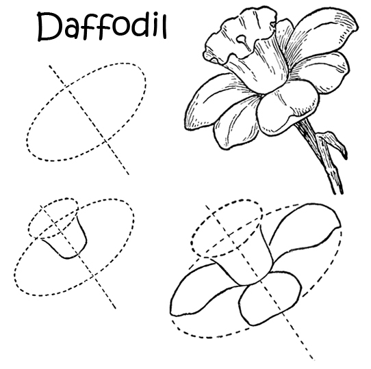 Daffodil Drawing Picture
