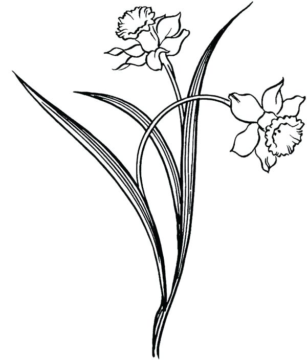 Daffodil Drawing Sketch
