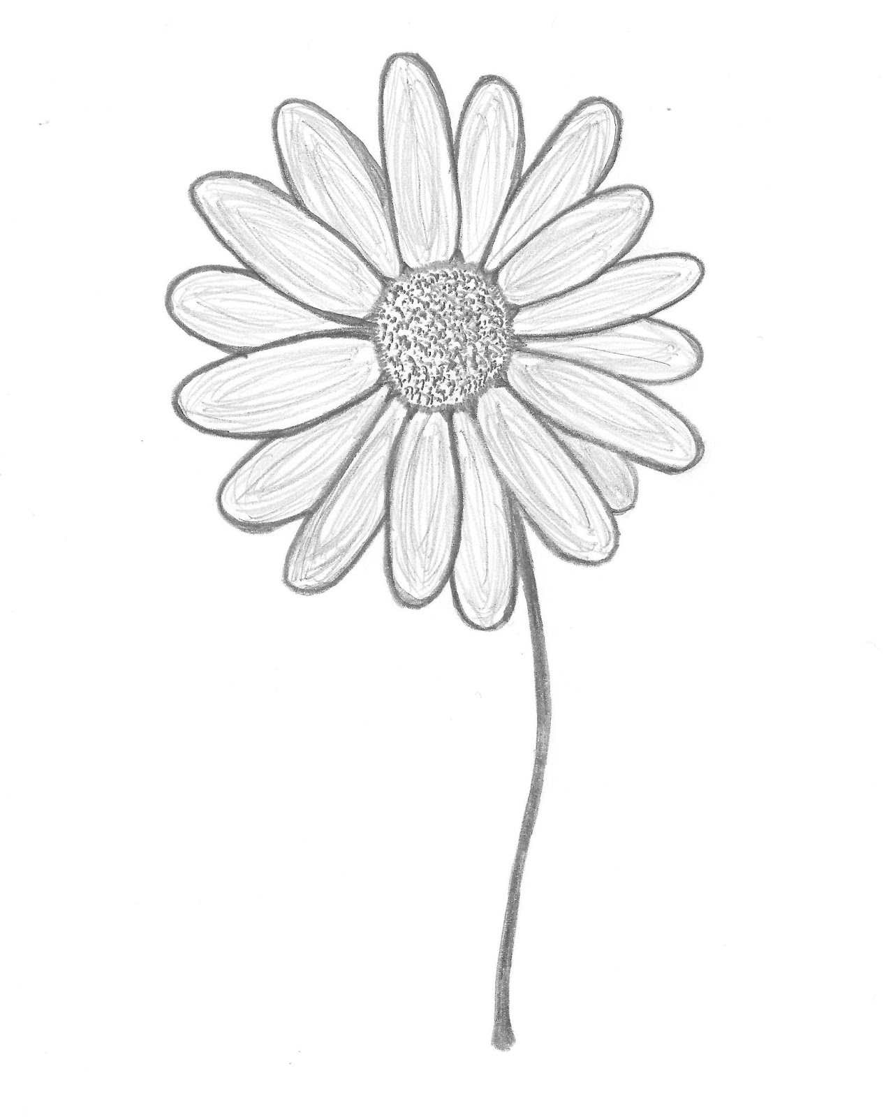 Daisy Drawing Picture