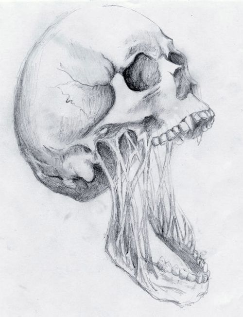 Decaying Skull Drawing Image