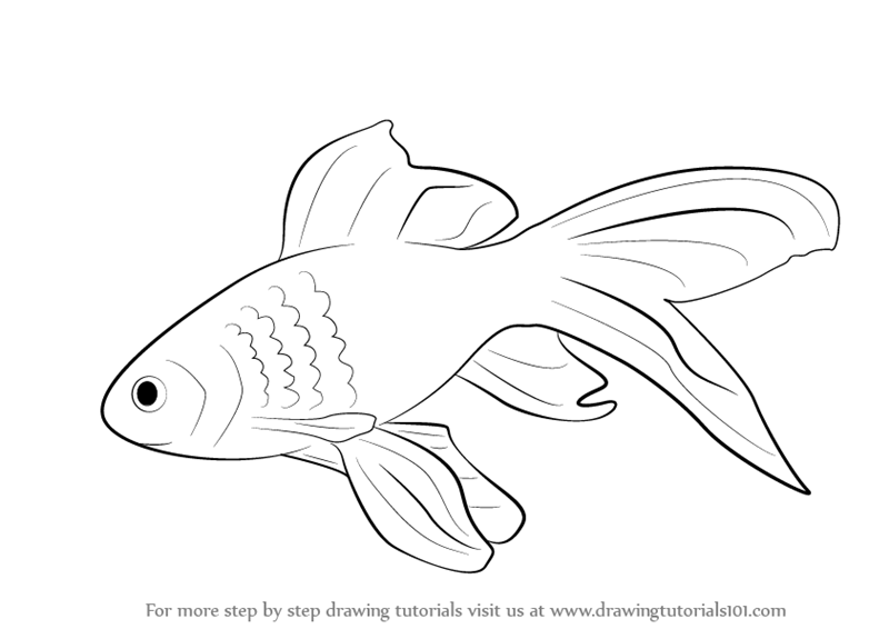 Fish Art Drawing
